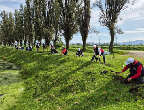 Cerca de 1,400 árboles fueron plantados en favor del cuidado del medio ambiente: CMIC